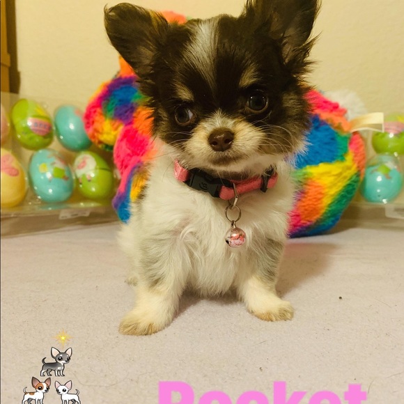 Meet your Posher, Sarah - Picture 3 of 5